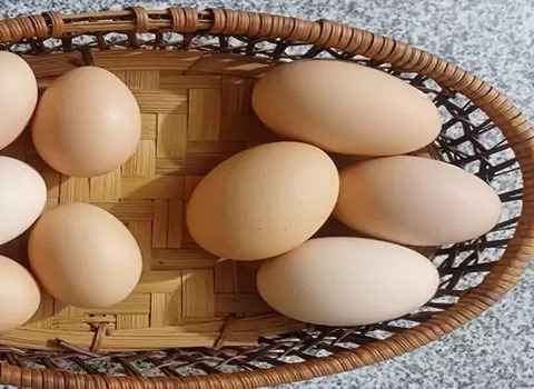 تصویر 1 از خرید و قیمت  تخم مرغ دو زرده + فروش عمده